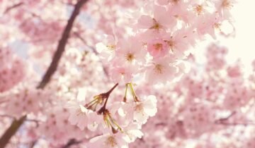 Season of Renewal: Knowing When Your Space Needs Change